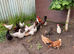 Day old chicks for sale