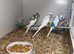 Young budgies