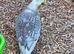 1 cinnamon pearl pied male & 1 cinnamon pearl male for sale