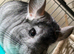 Tame Female Chinchilla