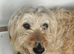 Stunning Goldendoodle bitch three years old