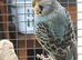 3 Young Budgies for Sale – Ready for New Homes