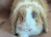 Mini lop