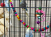 Baby budgies