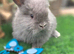 Double mained lionheads