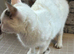 3 year old female coco