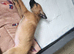 Belgium malinois puppy