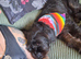 Frenchiepoo Rehome