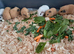 BABY CALIFORNIAN GUINEA PIGS