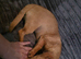 Dachshund × chihuahua