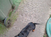 Gorgeous silver dapple miniature Dachshund girl