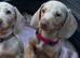 Pedigree miniature dachshund Puppies