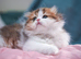 Scottish fold boys