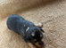 Miniature dachshund pups