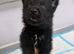 KC German shepherd puppies