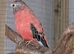 Two Rosa Bourkes and one Kakariki for new perch