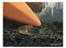 Similis Corydora &pound;6 each or 2 for &pound;10