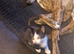 Friendly 13 week old kitten