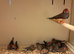 24 Zebra Finches