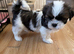 Shih Tzu Puppies Ready for Loving Homes!