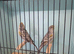 New Colour Canaries