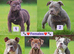 5 star rated Licensed & Registered, olde English bulldog old tyme bulldogs