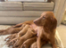 KC top lines Hungarian Vizsla Puppies