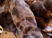 Stunning chiweenie puppies.....