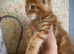 Full Maine Coon Russian Bred Male Kittens