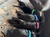 KC registered Doberman