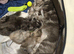 Pure bred maine coon female