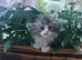Maine coon persain
