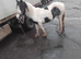 2 year old gelding