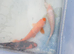 22 cm koi