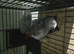 A bonded pair of African Grey parrots.