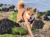 Shiba Inu, female, 4-years old
