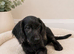 Labradoodle puppies