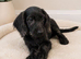 Labradoodle puppies