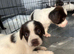 Stunning cocker spaniel puppies