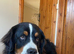 Bernese mountain dog