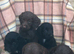 Cockapoo puppies