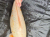 Big koi for sale