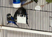 Black face black wing sap-lit birds