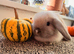 2 Minni lop does and 2 Minni lop Bucks