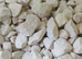 Snow White Isopod Expert Starter Kit - enough Snow White Isopods to establish a colony of your own + more