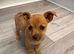 border terrier x Jack Russell