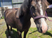 Sweet 3yr old Section C Filly