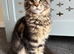 Gorgeous Tabby Boy Ready Now!