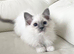 Female Maine Coon xRagdoll Kitten