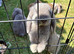 Mini lop baby’s ready now